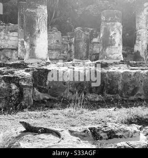 Imagen en blanco y negro del sitio arqueológico de el Rey, iguana en primer plano, Cancún, Quintana Roo, México Foto de stock