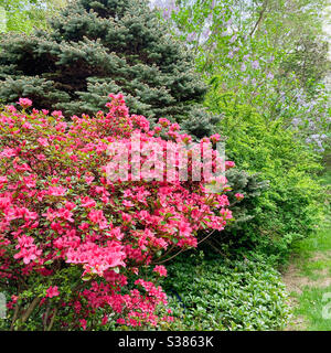 Flores de Azalea. Enana Hermosa planta de flores. Fotografías de alta  calidad Fotografía de stock - Alamy