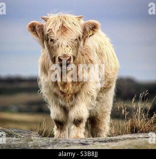 Ternero Highland Cow en Curbar Edge en Peak District