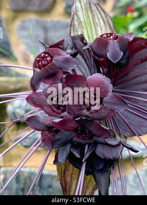 De Tacca chantrieri (Flor murciélago) en el parque Golden Gate de San  Francisco, California,  Fotografía de stock - Alamy