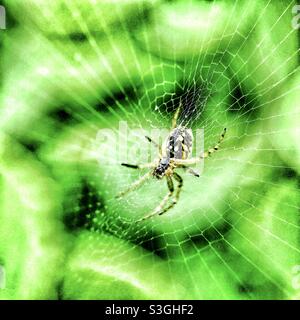 Araña de jardín común británica en su web.