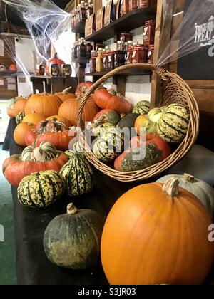 Una selección de calabazas y azotes en exhibición en una tienda durante el tiempo de Halloween Foto de stock