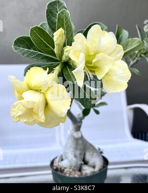 Planta de rosa del desierto flor amarilla doble Fotografía de stock - Alamy