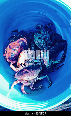 Cubo de cangrejos - cangrejos recién capturados en un cubo azul (capturado en el Mar del Norte en Suffolk) Foto de stock