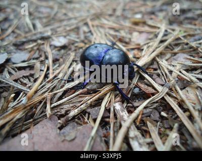 Escarabajo marino oscuro, escarabajo dor (Geotrupes stercorarius), en el suelo del bosque salpicado de agujas de pino Foto de stock