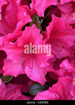 Flores de azalea rosa en plena floración. Foto de stock