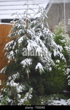 Glasgow, Reino Unido. 16 de marzo de 2019. Escocia se despierta con un manto de nieve y las condiciones de congelación en las secuelas de la tormenta Hannah.escenas de los jardines cubiertos de nieve. Crédito: Colin Fisher/Alamy Live News Foto de stock