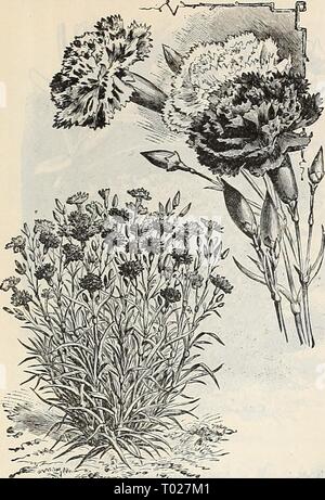 Dreer's garden calendario : 1899 . dreersgardencale1899henr Año: 1899 DREER fiables de semillas de flores. 63 Clavel. Clavel, Chaubaud la perpetua. Foto de stock