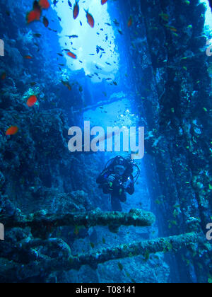 Asolando Carnatique, Rotes Meer, Aegypten