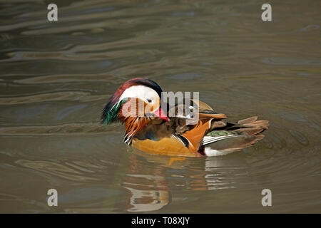 Varón soltero Pato mandarín, Aix galericulata, natación, y Humedales Wildfowl Trust, Slimbridge, Reino Unido