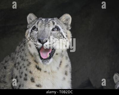 Un Retrato De Un Leopardo De Nieve Con Su Boca Abierta Y Sus Dientes Expuestos Fotografia De Stock Alamy