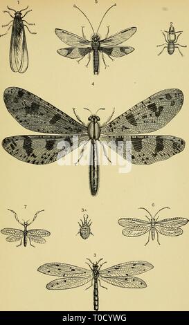Libro de texto elemental de entomología (1892) libro de texto elemental de entomología elementarytextbo00kirb Año: 1892 Placa XXVII. Foto de stock