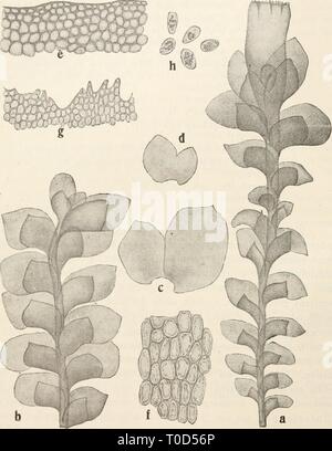 Dr. L Rabenhorst's Kryptogamen-Flora von Foto de stock