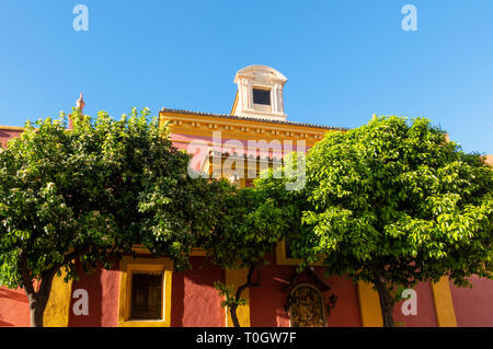 Los árboles de naranja en la primavera en Sevilla Sol Foto de stock