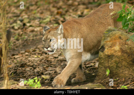 El parque de Xcaret, en Cancún, México. .Puma mamífero carnívoro de la ONU  de la familia Felidae nativo de  América**Francisco*Morales/DammPhoto.com/NortePhoto** Fotografía de  stock - Alamy