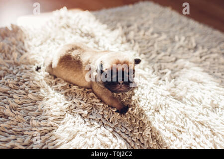 Cachorro de perro Pug dormir sobre una alfombra en casa. Poco cachorro arrastrándose sobre una alfombra