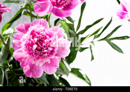 Rosa peonía con copyspace. Fondo floral. Foto de stock