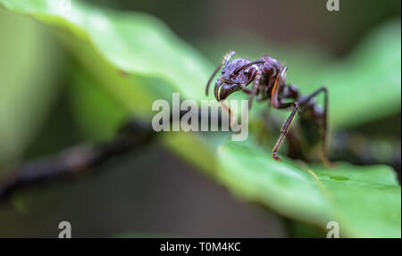 Bullet hormiga (Paraponera clavata), cerca de Puerto Viejo de Sarapiqui, Costa Rica. Foto de stock