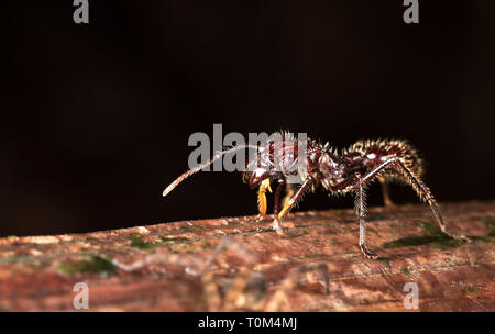 Bullet hormiga (Paraponera clavata), cerca de Puerto Viejo de Sarapiqui, Costa Rica. Foto de stock