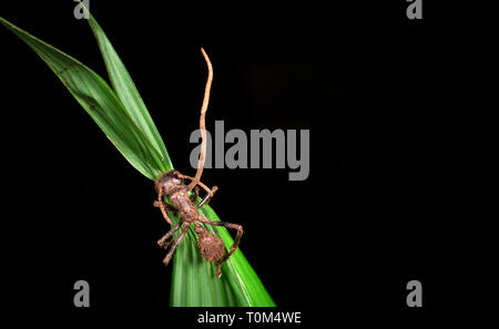 El hongo Cordyceps creciendo de una hormiga bala (Paraponera clavata), cerca de Puerto Viejo de Sarapiqui, Costa Rica. Foto de stock