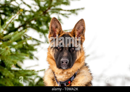 Retrato de un hermoso cachorro de perro pastor alemán en invierno.