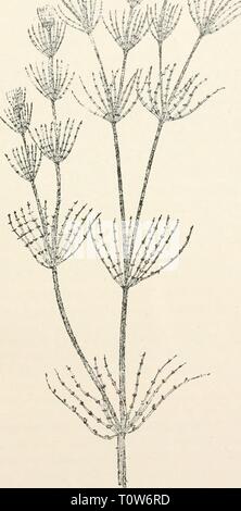Dr. L Rabenhorst's Kryptogamen-Flora von Foto de stock