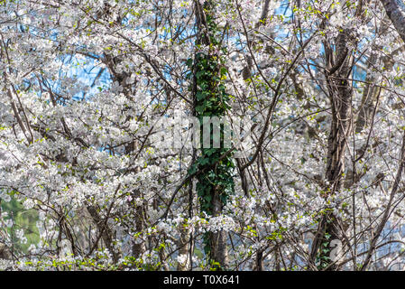 La hiedra trepando un tronco de árbol en medio de blancas flores de cerezo en un hermoso día de primavera en el área metropolitana de Atlanta, Georgia. (Ee.Uu.)