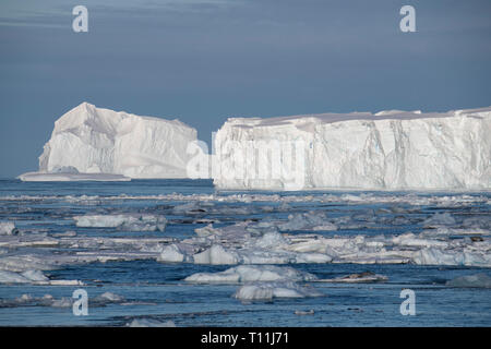 La Antártida, debajo del Círculo Antártico. Focas Crabeater sobre témpanos de hielo en la bahía de lleno en el Mar de Bellingshausen en Crystal Sound. Iceberg tabular. Foto de stock