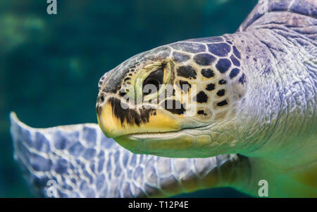 Vista vertical de la tortuga boba (Caretta caretta) Foto de stock