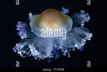 Vista cercana de una medusa de huevo frito (Cotylorhiza tuberculata) Foto de stock
