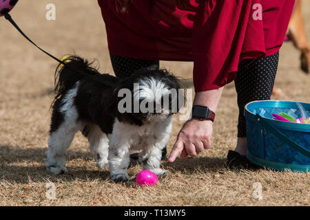 Un perro puntos su perro curioso para un huevo de plástico llena con un doggy tratar al perro desaparecido huevo hunt el 24 de marzo de 2018, en la ciudad de Lawrenceville, GA. Foto de stock