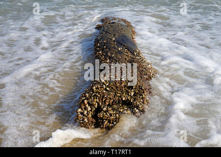 Percebes (Pedunculata) cubierto un arrastrados hasta el tronco, Lamai Beach, Koh Samui, en el Golfo de Tailandia, Tailandia Foto de stock