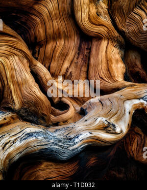 Las nudosas raíces descubiertas de pino bristlecone. Antiguo bosque de pinos bristlecone, Inyo County, California