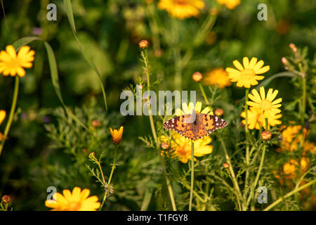 Vanessa cardui mariposas sentado en una flor de crisantemo silvestre amarillo durante la migración de África a Europa a través de Israel Foto de stock