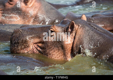 Cerca de hipopótamo (Hippopotamus amphibius) en Canal Kazinga en el Parque Nacional Queen Elizabeth, al Suroeste de Uganda, África Oriental Foto de stock