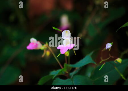 Rosa, lila farbenes Springkraut mit unscharfem dunklen Hintergrund