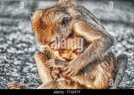Esta imagen muestra los únicos monos silvestres al atardecer en el Monkey Rock de Hua Hin en Tailandia Foto de stock