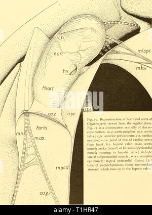 Descubrimiento Descubrimiento 1940 Informes Informes Discoveryreports19inst Ano 1940 2l8 Informes De Descubrimiento Fig 10 Reconstruccion Del Corazon Y La Aorta De Gigantocypris Visto Desde El Plano Sagital Fig 12 Es Una Continuacion