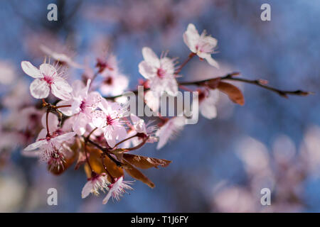 Flores de cerezo japonés contra un bokeh de fondo azul, close-up