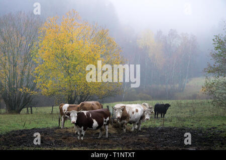 Ganado en un campo en el frío, brumoso y lluvioso día de otoño Foto de stock