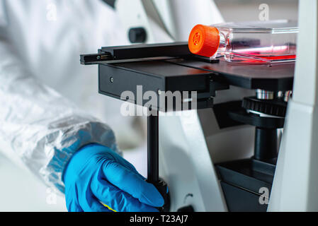 Ingeniero de biotecnología inspeccionando matraces de cultivo celular. Foto de stock