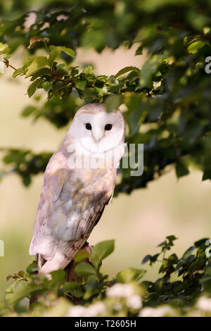 Cerca de la Lechuza de Campanario (Tyto alba) donde se posan en el árbol, el verano en el Reino Unido.