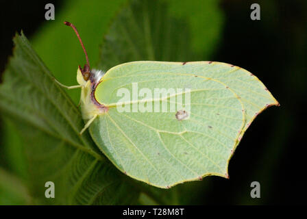 Hembra Brimstone Butterfly (Gonepteryx rhamni) Foto de stock