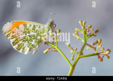 Bello retrato de punta anaranjada mariposa Anthocharis cardamines ()