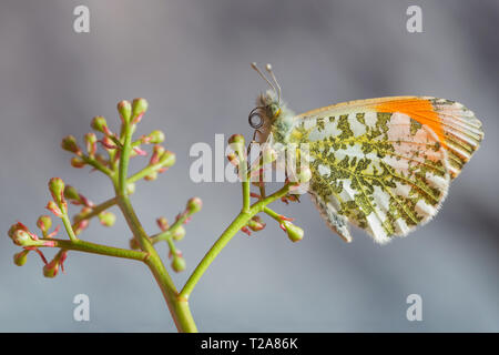 Bello retrato de punta anaranjada mariposa Anthocharis cardamines ()