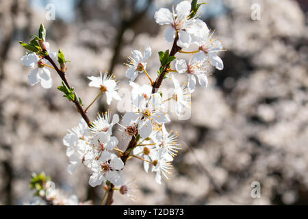 Hermoso blanco cerezos en flor en la rama. Fondo difuminado.
