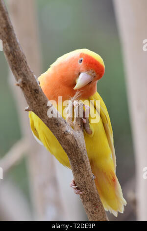 Retrato de un rostro de melocotón lutino pájaro del amor (Agapornis rosiecollis) donde se posan en un árbol Foto de stock