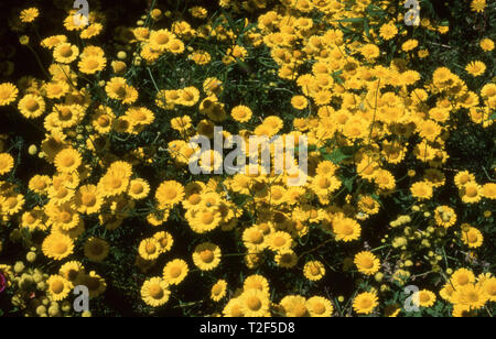 Cota tinctoria, el golden marguerite, amarillo, o MANZANILLA MANZANILLA oxeye, es una especie de planta perenne de la familia del girasol Foto de stock