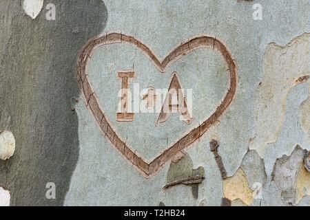 Corazón tallado en corteza de árbol con las letras I y A, Alemania Foto de stock