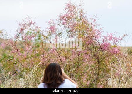 Una mujer que toma una foto de una planta de tamarisco en el Mar de Salton en California, EE.UU. plantas tolerantes a la sal Foto de stock